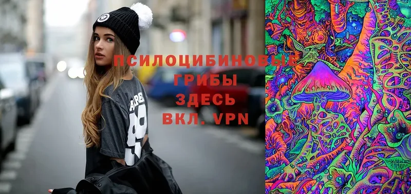 Псилоцибиновые грибы Psilocybe  где найти   Нововоронеж 